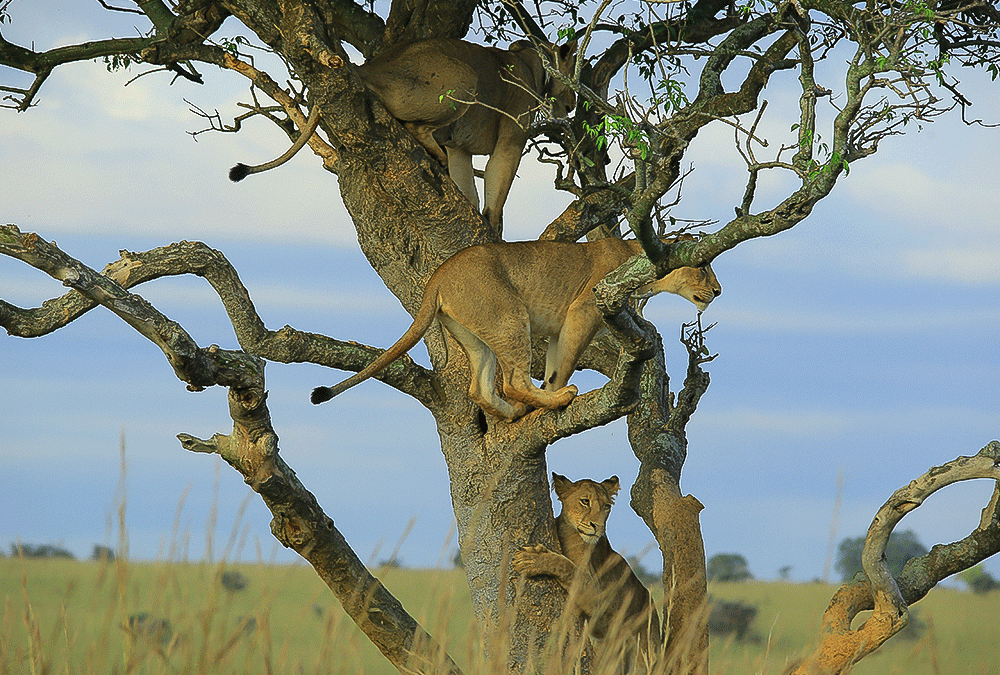 Game Drives in Murchison Falls National Park