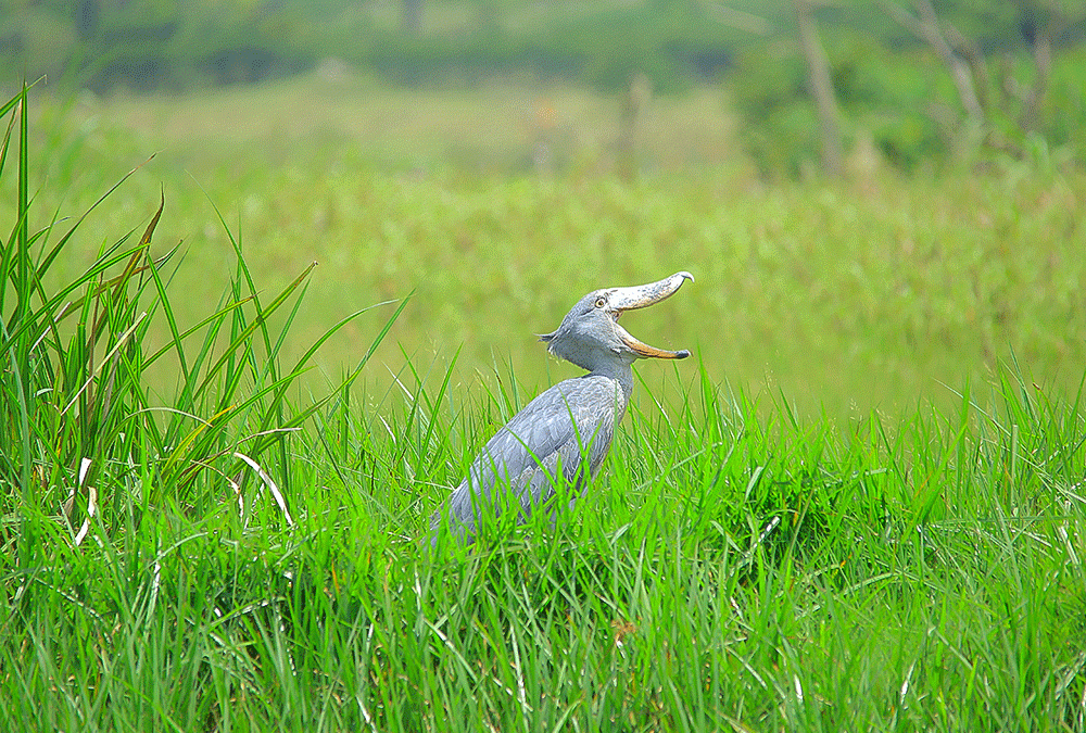 Shoebill and Gorilla Trekking Safari in Uganda