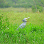 Shoebill and Gorilla Trekking Safari in Uganda