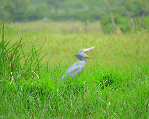 Shoebill and Gorilla Trekking Safari in Uganda