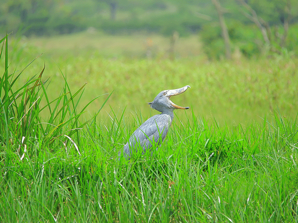 Shoebill and Gorilla Trekking Safari in Uganda