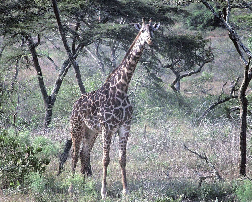 Akagera National Park 