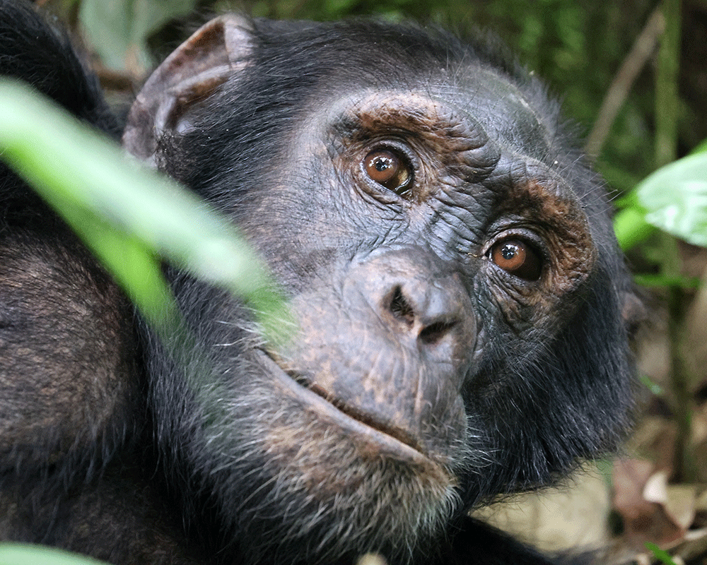 Kibale Forest National Park
