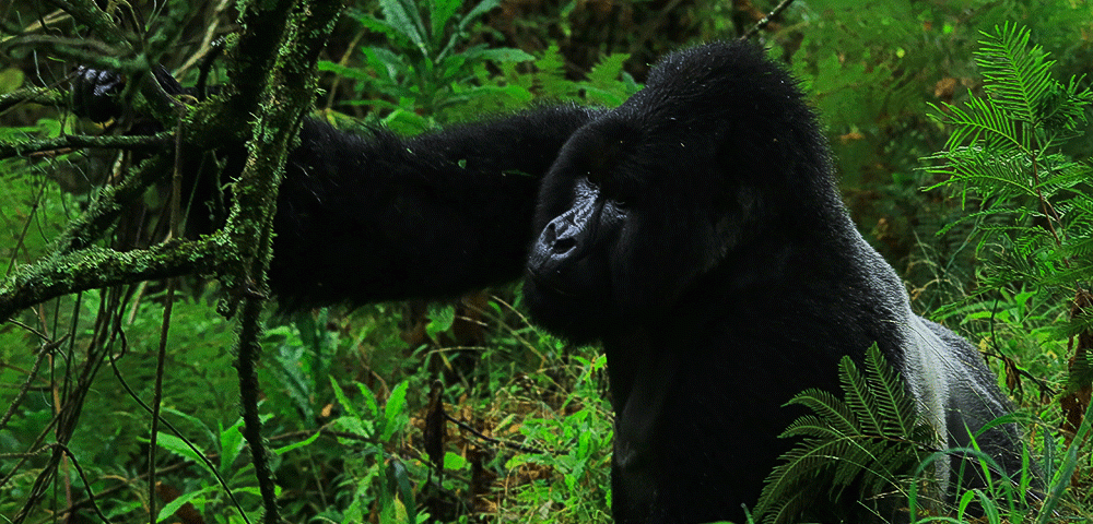 Where to Stay Near Bwindi Impenetrable National Park