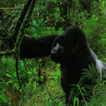 Where to Stay Near Bwindi Impenetrable National Park