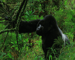 Where to Stay Near Bwindi Impenetrable National Park