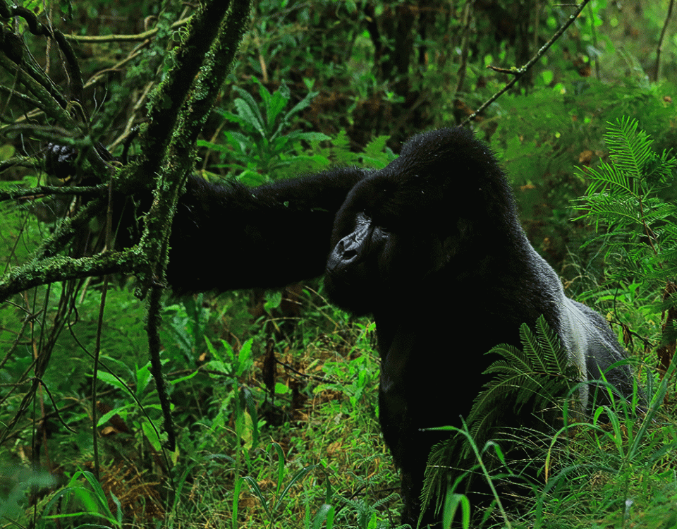 Where to Stay Near Bwindi Impenetrable National Park