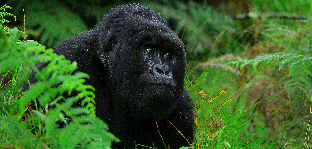 Ultimate Guide to Gorilla Trekking in Africa