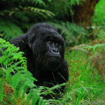 Ultimate Guide to Gorilla Trekking in Africa