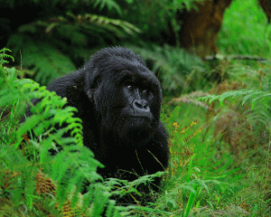 Ultimate Guide to Gorilla Trekking in Africa