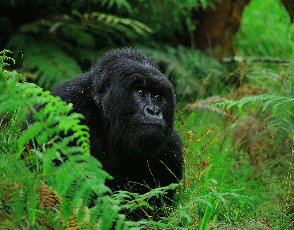 Ultimate Guide to Gorilla Trekking in Africa
