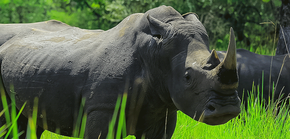 Exploring Ziwa Rhino Sanctuary with Kurikayo Africa Adventures