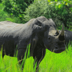 Exploring Ziwa Rhino Sanctuary with Kurikayo Africa Adventures