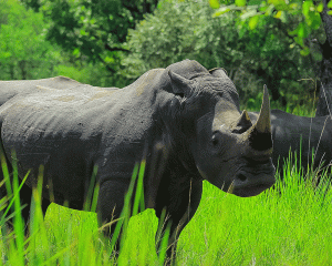 Exploring Ziwa Rhino Sanctuary with Kurikayo Africa Adventures