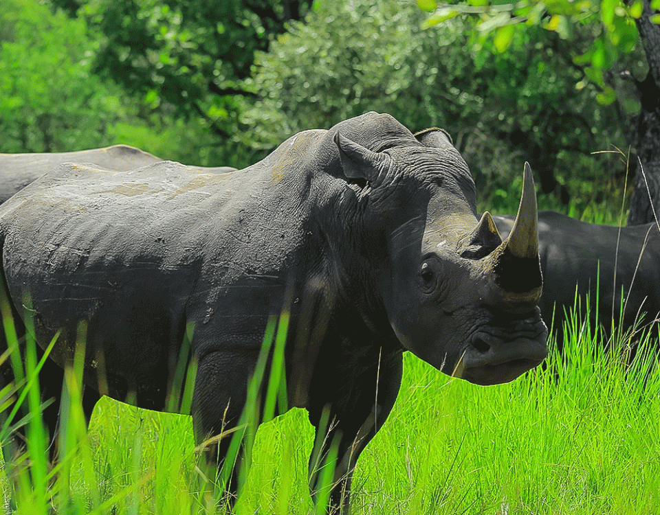 Exploring Ziwa Rhino Sanctuary with Kurikayo Africa Adventures