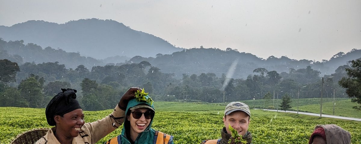 Nyungwe Forest Tea experience with Kurikayo Africa Adventures