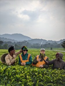 Nyungwe Forest Tea experience with Kurikayo Africa Adventures