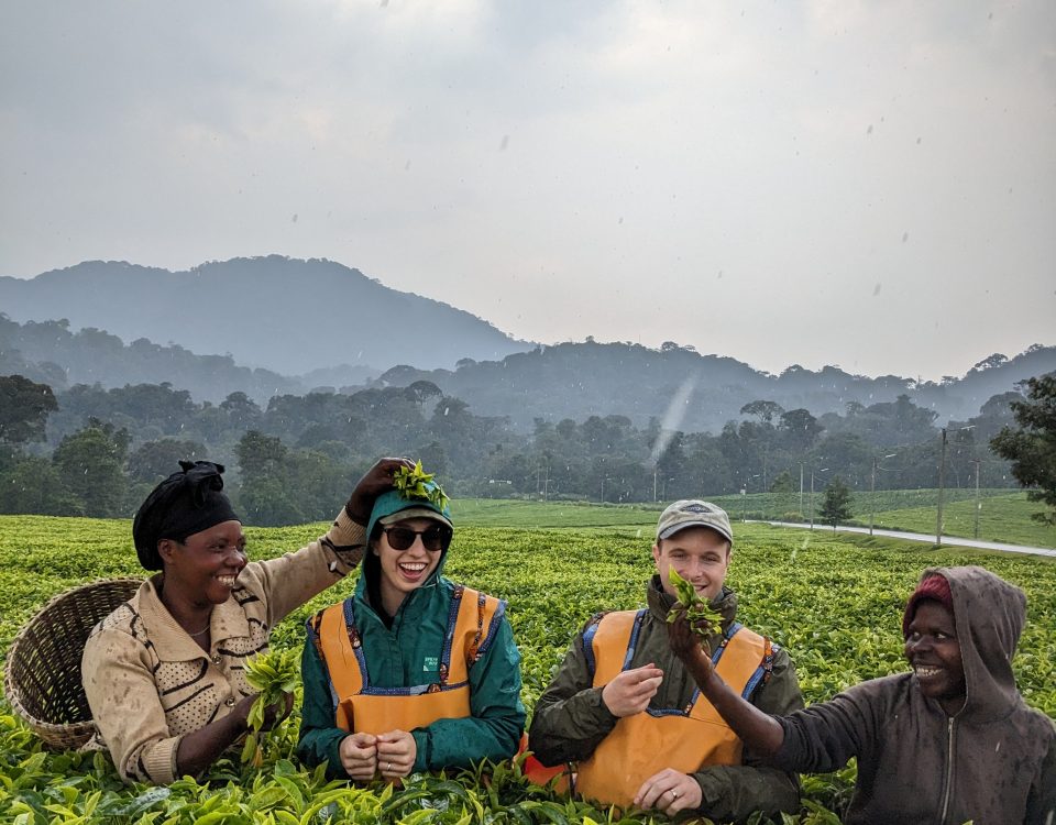 Nyungwe Forest Tea experience with Kurikayo Africa Adventures