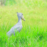 Birdwatching in Akagera National Park with Kurikayo Africa Adventures