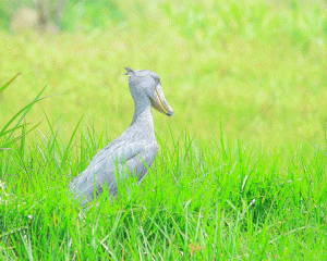 Birdwatching in Akagera National Park with Kurikayo Africa Adventures