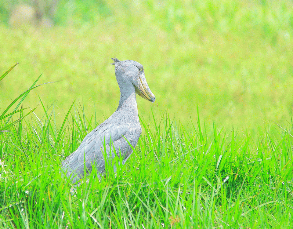 Birdwatching in Akagera National Park with Kurikayo Africa Adventures