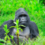 Into the Mist: The Ultimate Gorilla Trekking Experience in Rwanda