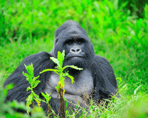 Into the Mist: The Ultimate Gorilla Trekking Experience in Rwanda