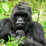 Guide to Gorilla trekking