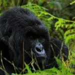 Gorillas of Bwindi Impenetrable Forest
