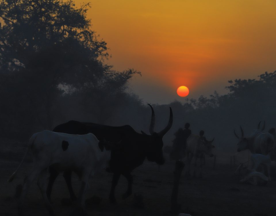 A Day with the Mundari from Sunrise to Sunset in a Cattle Camp