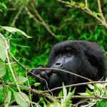 3 Days Gorilla Trekking in Uganda