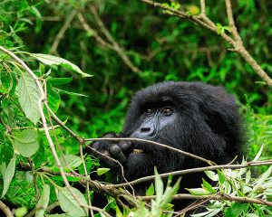 3 Days Gorilla Trekking in Uganda