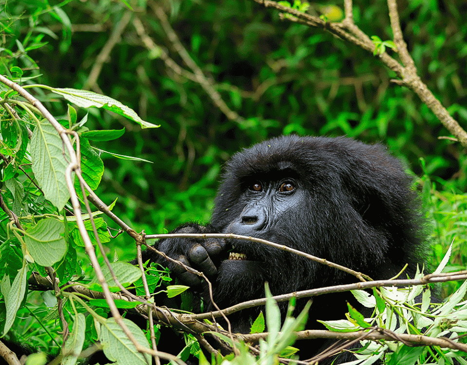 3 Days Gorilla Trekking in Uganda