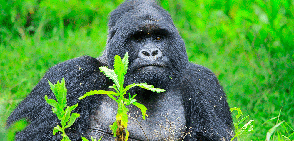5 Days Chimpanzee and Gorilla Trekking in Uganda