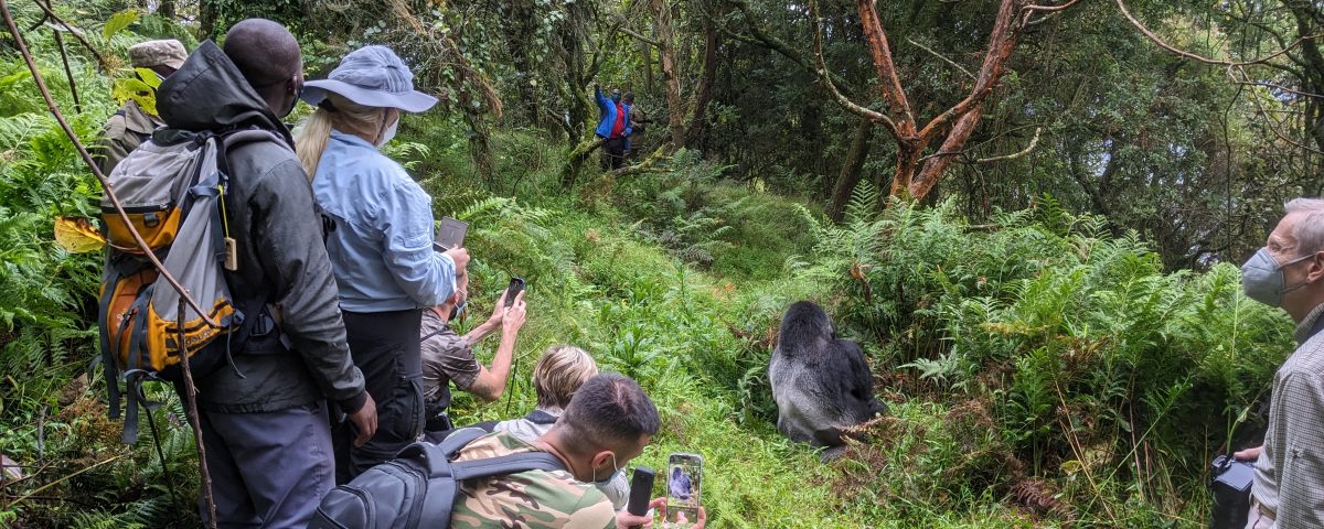 Guide to Gorilla Trekking in Bwindi with Kurikayo Africa Adventures