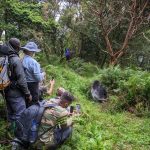Guide to Gorilla Trekking in Bwindi with Kurikayo Africa Adventures