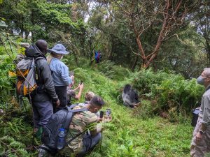Guide to Gorilla Trekking in Bwindi with Kurikayo Africa Adventures