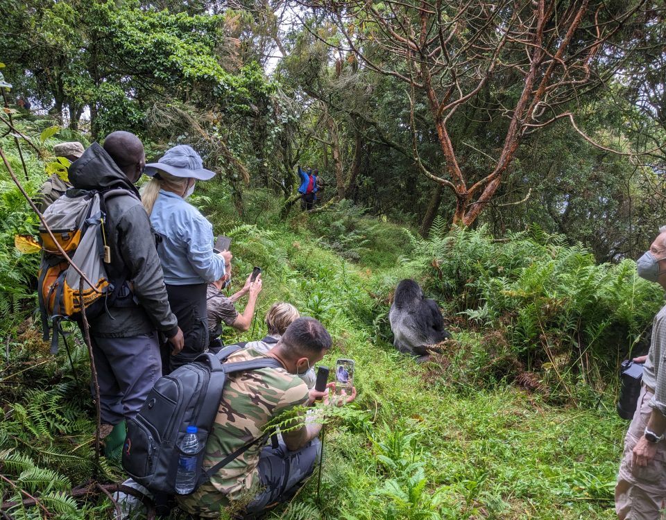 Guide to Gorilla Trekking in Bwindi with Kurikayo Africa Adventures