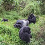 Big Apes of Rwanda and Uganda