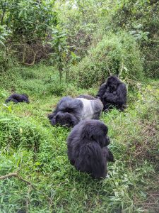 Big Apes of Rwanda and Uganda
