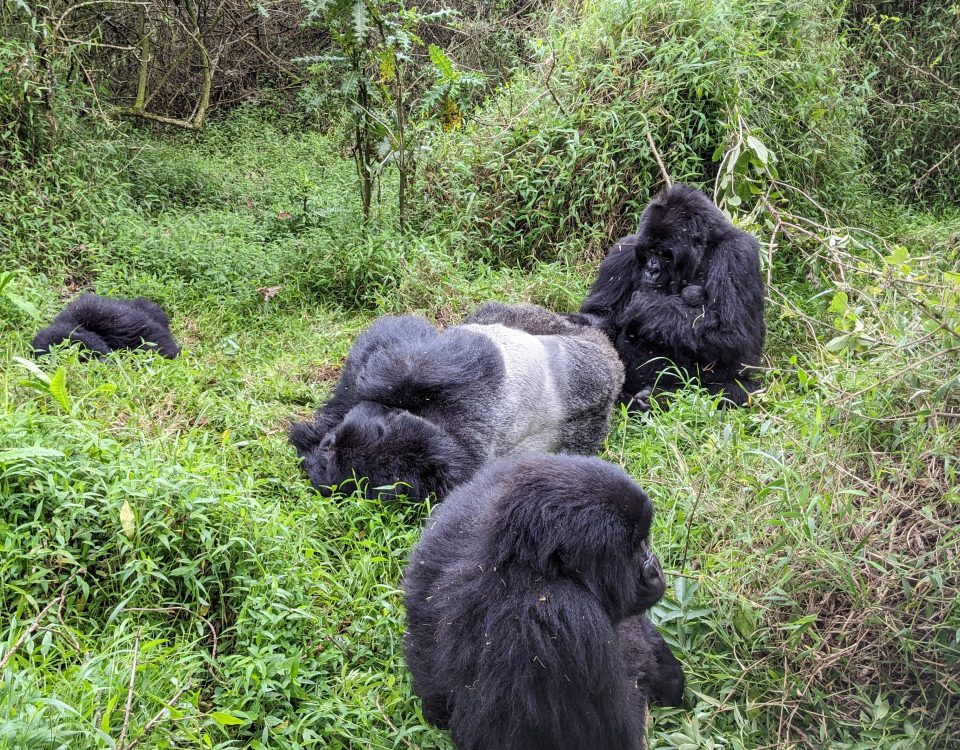 Big Apes of Rwanda and Uganda