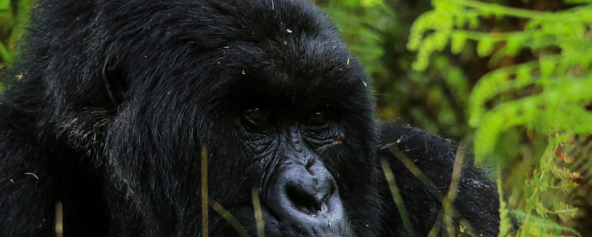 A Rwanda Safari with Kurikayo Africa Adventures