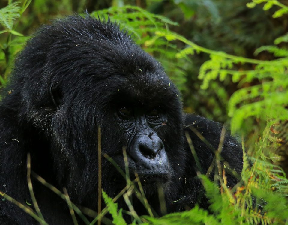 A Rwanda Safari with Kurikayo Africa Adventures