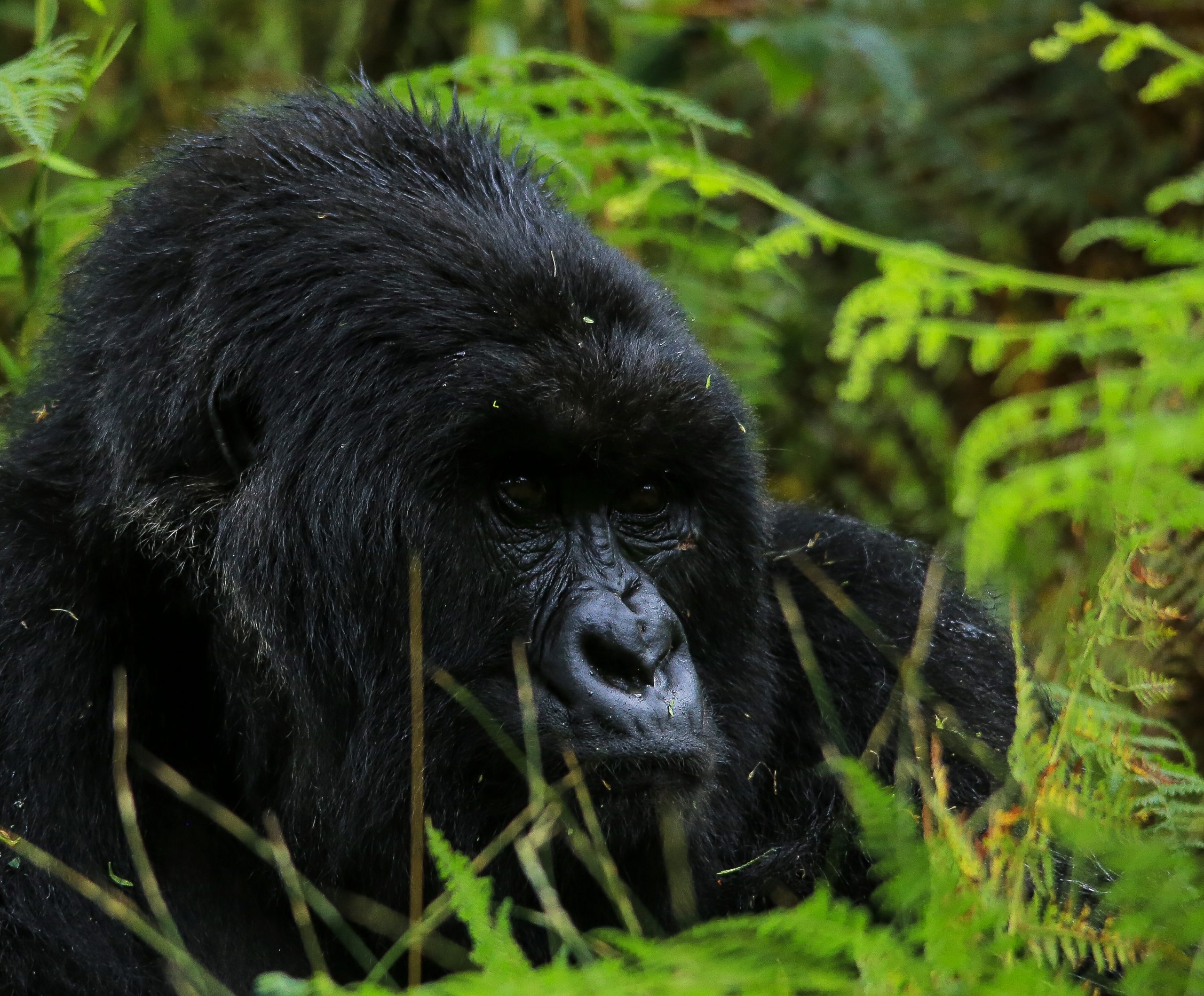 14 Days Rwanda Gorilla Trekking Safari