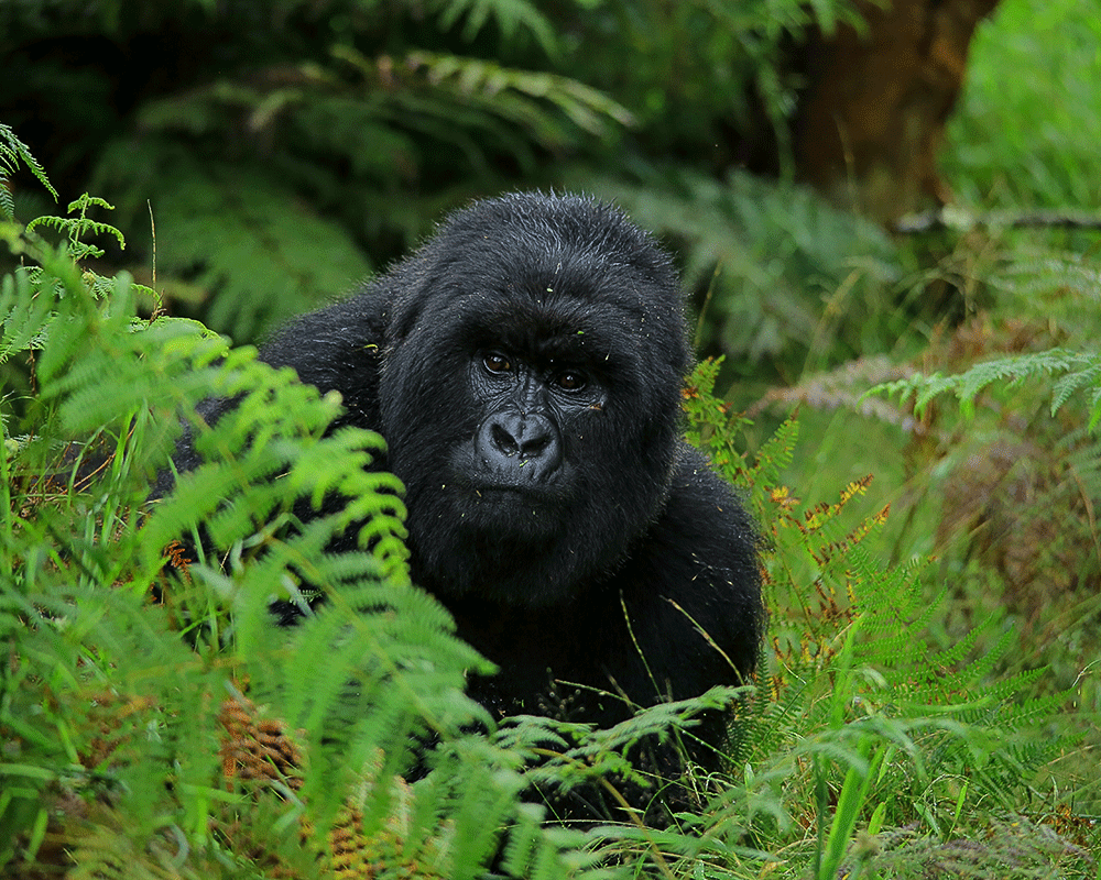 5 Days Gorilla and Wildlife Safari in Uganda
