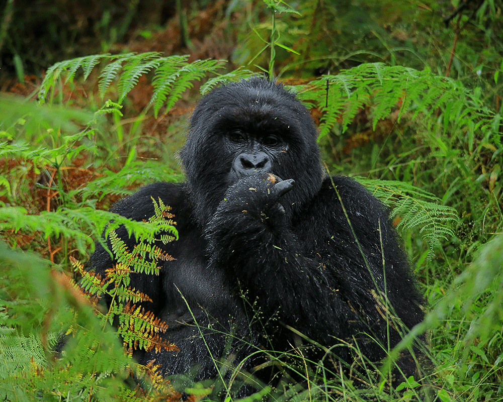 14 Days Best of Rwanda tour