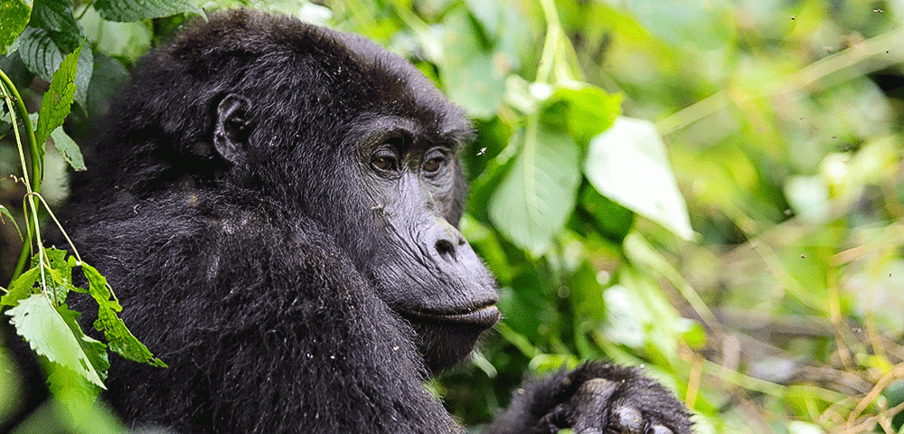 Kigali to Bwindi