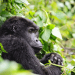 Kigali to Bwindi