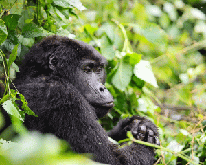 Kigali to Bwindi