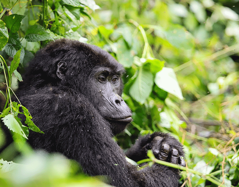 Kigali to Bwindi